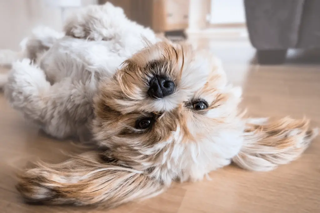 a dog lying on the floor